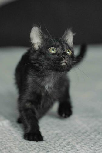 Котенок в добрые руки