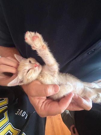 Котенок игривая рыженькая, отдадим в хорошие и добрые руки