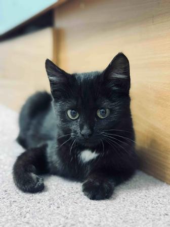 Котенок, кошка, кот, котик, девочка