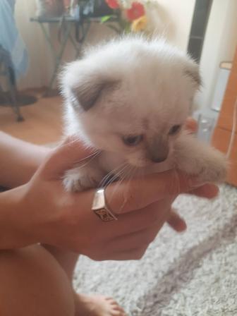Котята