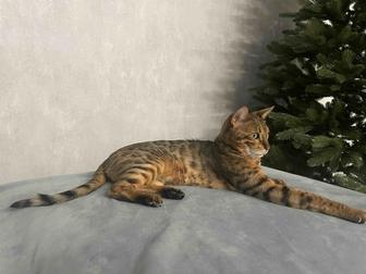 Продам кота бенгальской породы