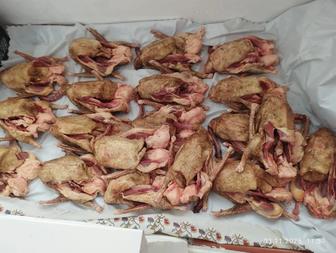 Продам гусей