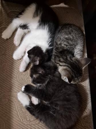 Отдам котят в добрые руки