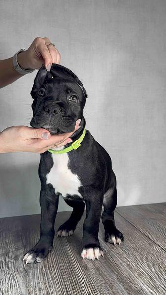 Щенки кане корсо