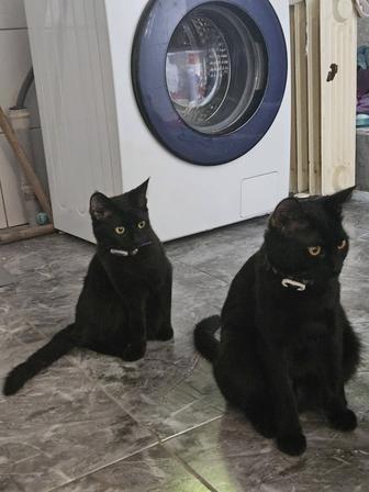 Отдают котов в хорошие руки