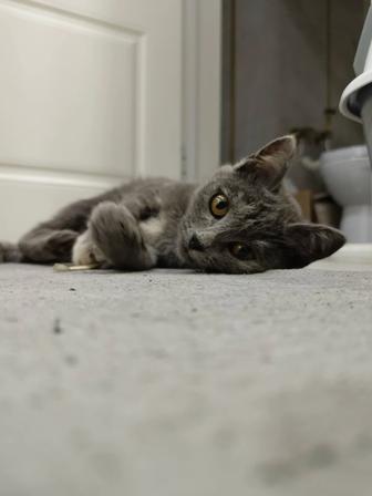 Котенок