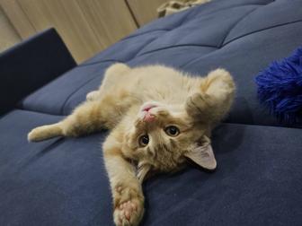 Рыжий котик ищет дом