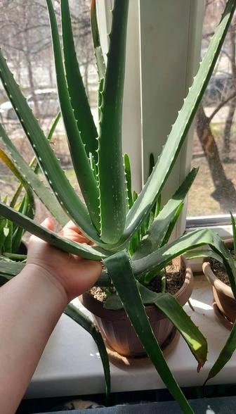 Продается лечебный Алое Вера