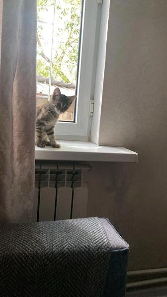 Кошка ищет дома