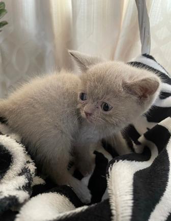 Продаю британских котят