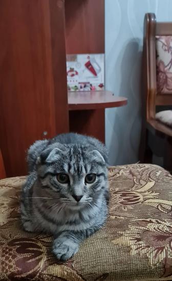 Отдам в добрые руки котенка