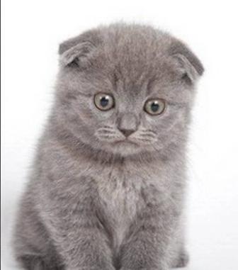 Продаётся котенок