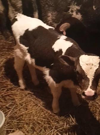 Продам телочку