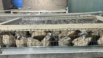 Бодене сатылады перепилка