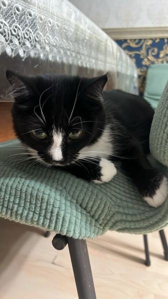 Отдам кошку бесплатно в хорошие руки