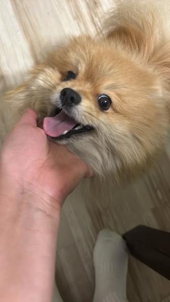 Продам щенка