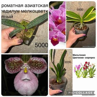 Орхидеи Пафиопедилум,Мильтония.