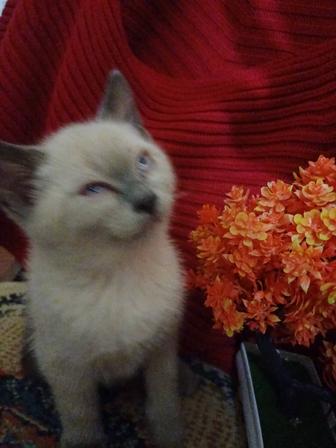 Котята ищут дом...