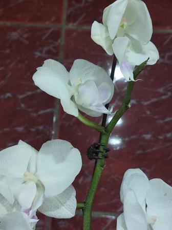 Орхидея. Караганда