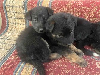 Щенки немецкой овчарки