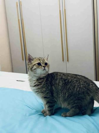 продам кошку