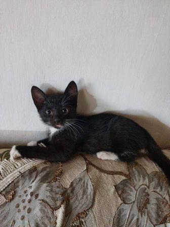Отдам в хорошие руки котят..