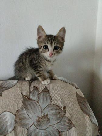 Отдам в хорошие руки котят..