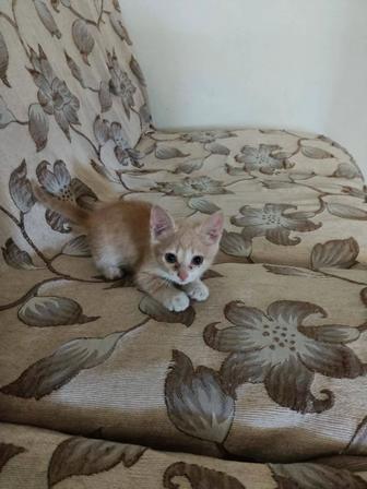 Отдам в хорошие руки котят..