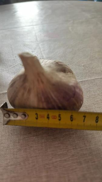 Чеснок домашний