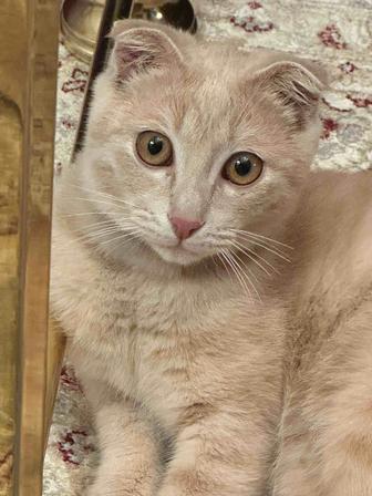 Найден котенок породы шотландская вислоухая