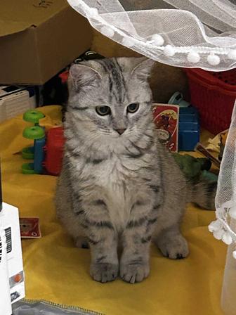 Отдам породистого кота в добрые руки