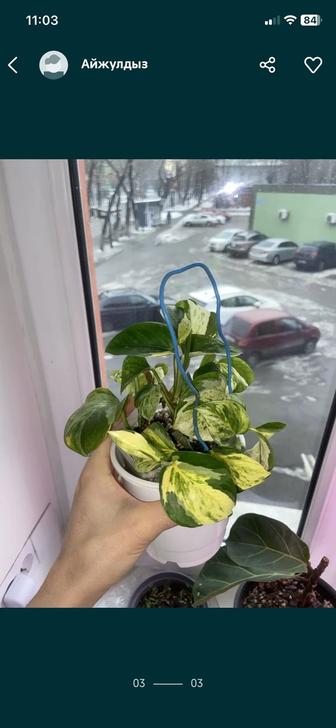 Продается Epipremnum Marble Apple или по другому Happy leaf ( хэппи лиф)