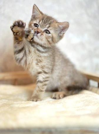 Шикарный британский шоколадный котик с документами