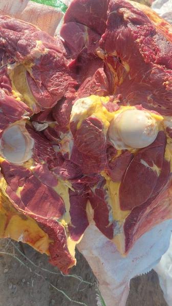 Жылкы ети жилик кг 2500кг