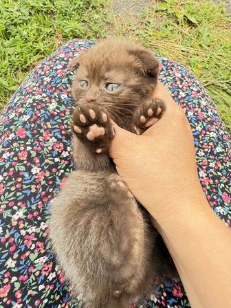 Породистые котята