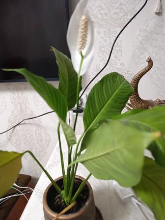 Комнатный цветы