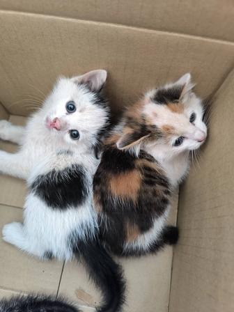 Котята
