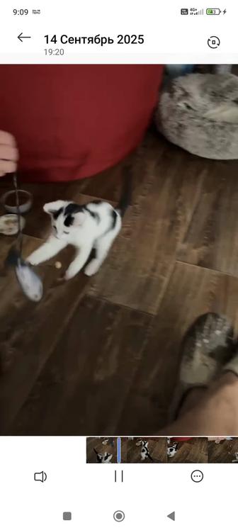 Котята