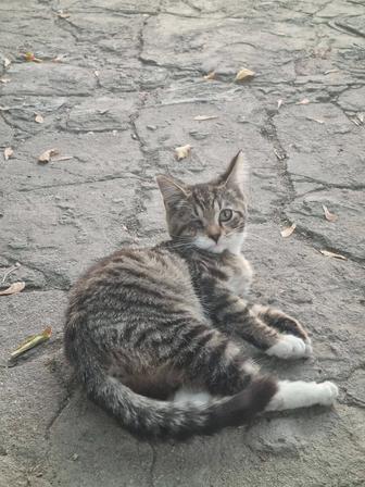 Отдам котенка