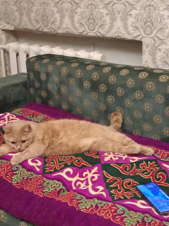 Кошка взрослая