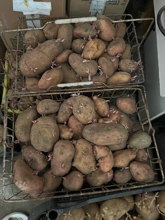Продам картофель