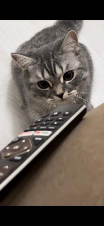 Котенок в хорошие руки