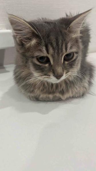 Котенок/ кошка даром/ бесплатно