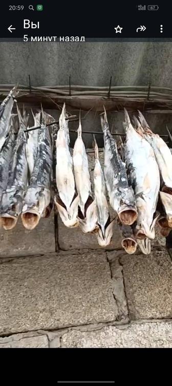 Вяленная жерех доставка