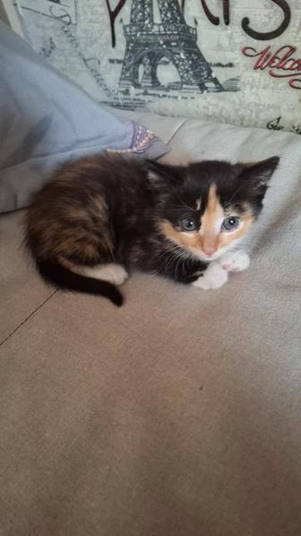 Котенок в добрые руки!