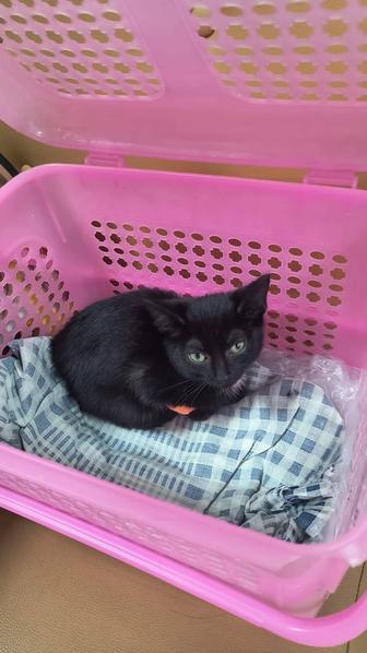 Котятки в добрые руки!