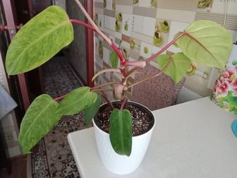 Филодендрон Медуза или расписная леди