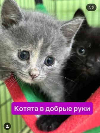 Котенок