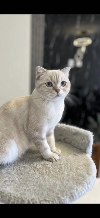 Котенок