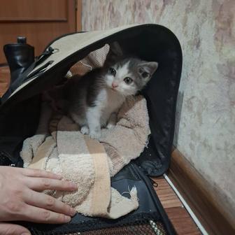 Отдам котенка в добрые руки)